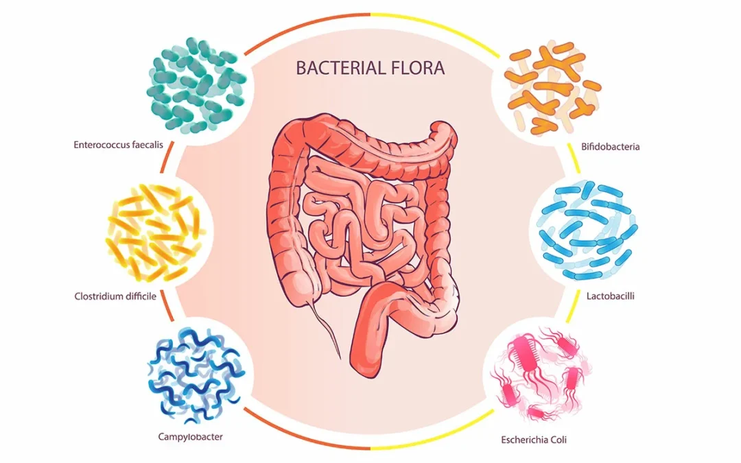 How to Restore Gut Health After Antibiotics